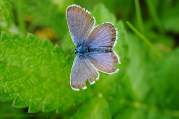 butterfly on a flower