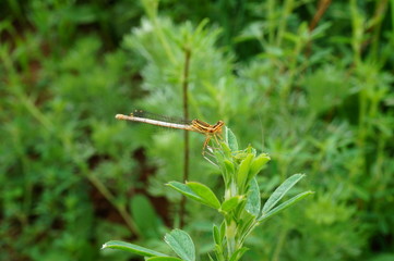 dragonfly on a blade of grass
