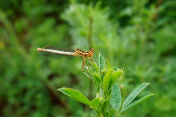 dragonfly on leaf