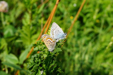 white butterfly on green grass