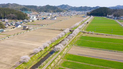 桜並木 岐阜県山県市 鳥羽川サイクリングロード ドローン空撮
