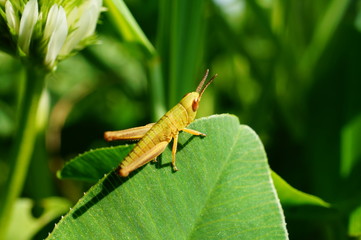 grasshopper on green leaf