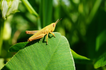 grasshopper on green leaf