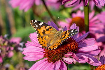 butterfly on pink flower