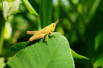 grasshopper on green leaf