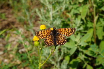 butterfly on flower