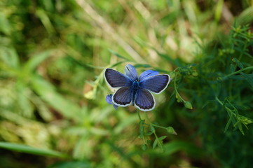 blue butterfly on a flower