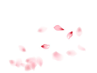Pink sakura flower flying petals isolated on white vector background.