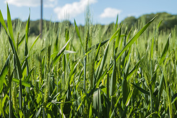Green organic barley close up