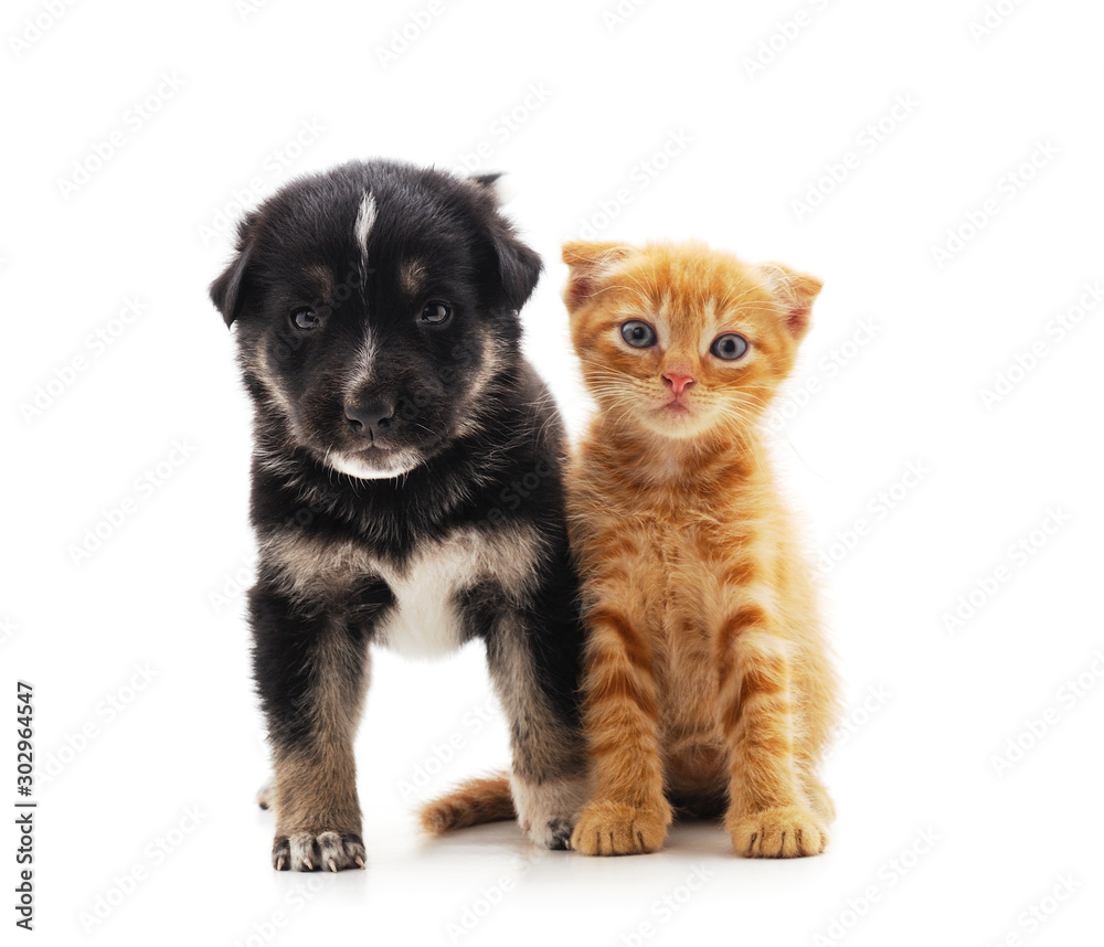 Canvas Prints small cat and puppy.