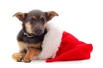 One dog in a Christmas hat.