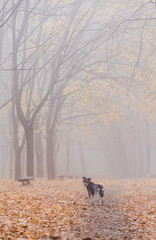 mix breed dog standing in forest fog
