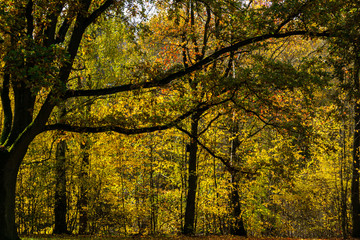 Goldener Herbst