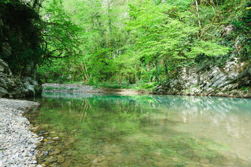 Obraz premium the Bright greenery of the coastal forest is reflected in the clear water of the mountain river Khosta