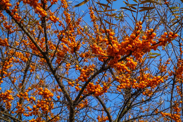 Hippophae. A branch with sea-buckthorn berries against the blue sky