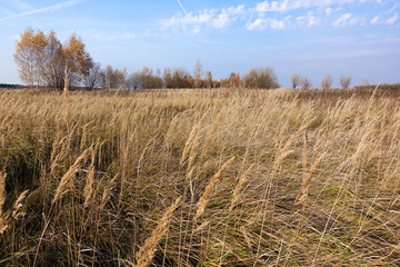 Pampas grass against the sky / Pampas Grass and Sky