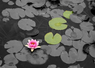 Water Lily in Black, White and color