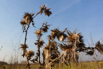 Obraz premium Dry prickly grass on a background of blue sky