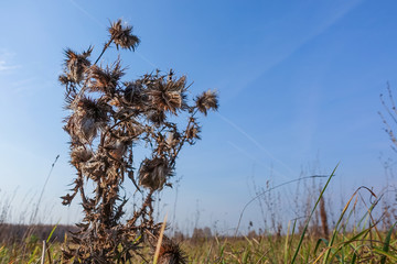 Dry prickly grass on a background of blue sky