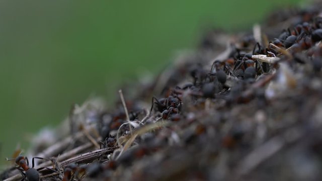  Ants collective build anthill - (4K)