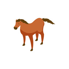 Horse standing on white background