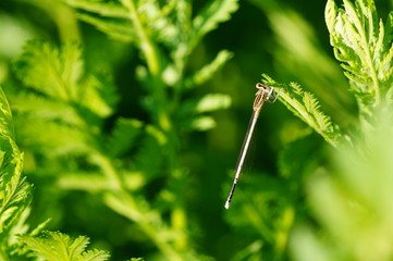 dragonfly on blade of grass