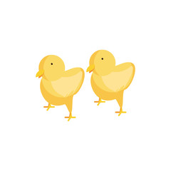 cute chickens on white background