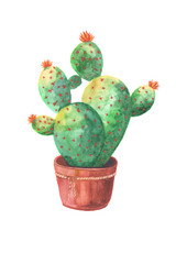 Illustration of a cactus in a pot