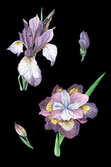 Watercolor drawing of irises