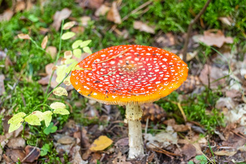 Red toadstool with white spots in green moss. - 302966783