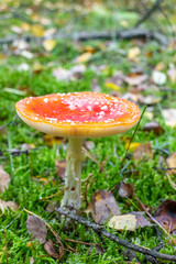 Mushroom red toadstool in green moss. - 302966798