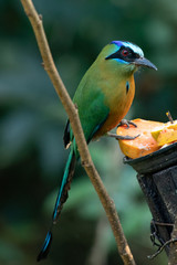Wilds of Brazil: The Amazonian motmot (Momotus momota), a colourful near-passerine bird found in the Amazonian forests, perching  on feeder bird.
