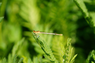 dragonfly on the grass