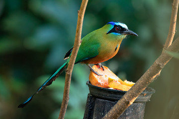 Wilds of Brazil: The Amazonian motmot (Momotus momota), a colourful near-passerine bird found in the Amazonian forests, perching  on feeder bird.