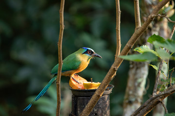 Fototapeta premium Wilds of Brazil: The Amazonian motmot (Momotus momota), a colourful near-passerine bird found in the Amazonian forests, perching on feeder bird.