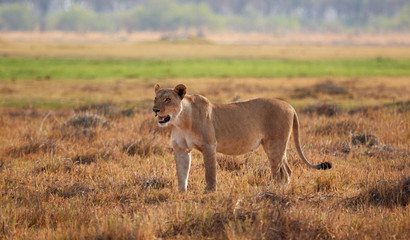 Naklejka na ściany i meble Lioness in the grass in Botswana