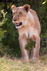 Big lioness waking up from her afternoon nap