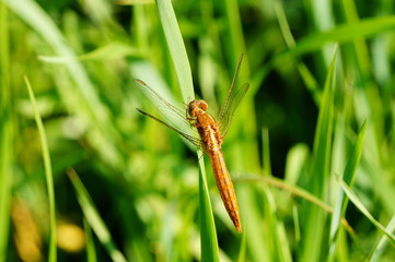 dragonfly on blade of grass