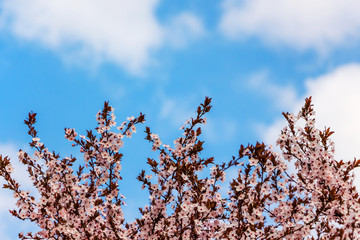 Apricot branches with flowers on blue sky background with white clouds, copy space_