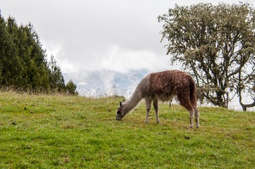 Vicuña in the mountain of the cundinamarca region in the Colombian Andes © Julian