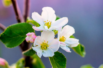Delicate white flowers of apple trees on blurred blue background_