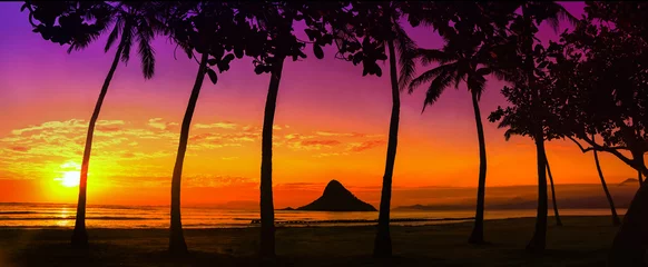 Fototapeten Sonnenuntergang in Oahu mit Palmen © jdross75