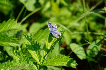 blue butterfly on a flower