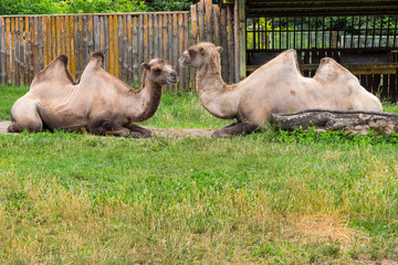Environmental protection, zoo. Two two-humped camels lie on the grass, looking at each other.