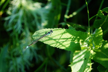 drops on leaf