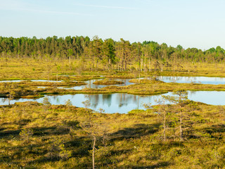 spring landscape in the swamp.  small swamp lakes, mosses and swamp pines.  small island of swamp water and beautiful reflections