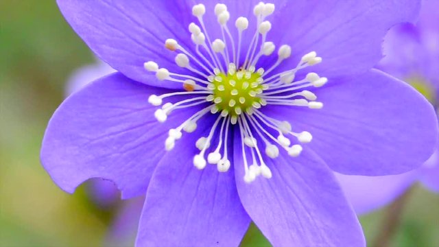 Close up, Liverwort Spring Flower