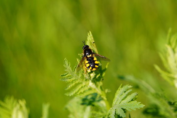 Bee on the green grass.