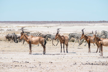 many animals at Etosha