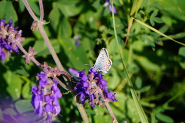 butterfly on flower